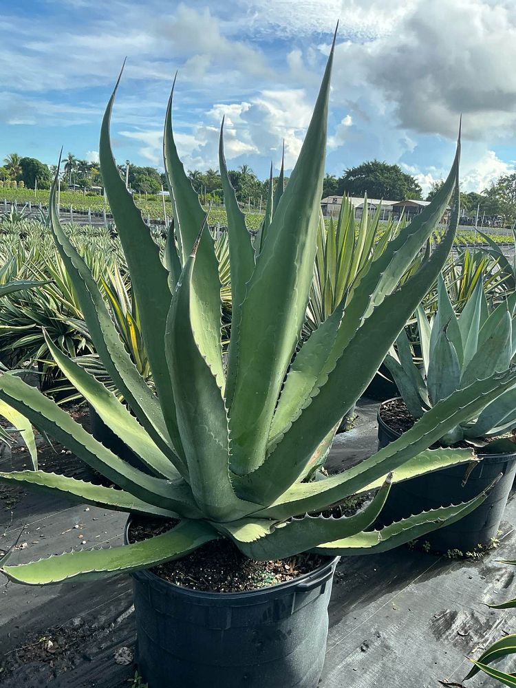agave-gentryi-jaws-jaws-hardy-century-plant