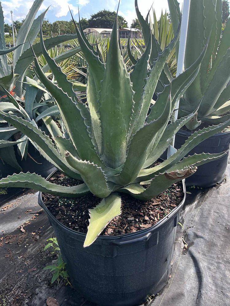 agave-gentryi-jaws-jaws-hardy-century-plant