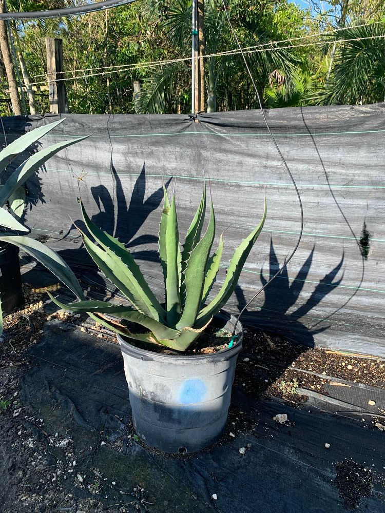 agave-gentryi-jaws-jaws-hardy-century-plant