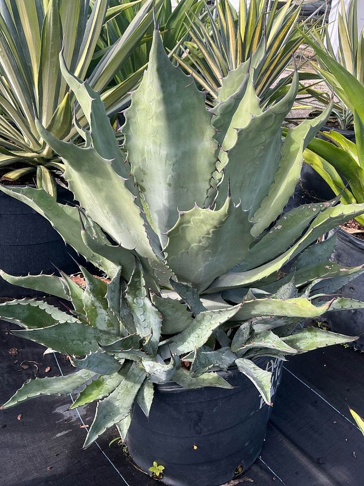 agave-gentryi-jaws-jaws-hardy-century-plant