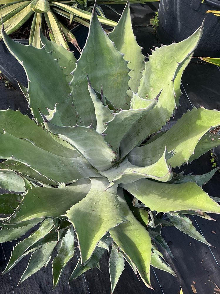 agave-gentryi-jaws-jaws-hardy-century-plant
