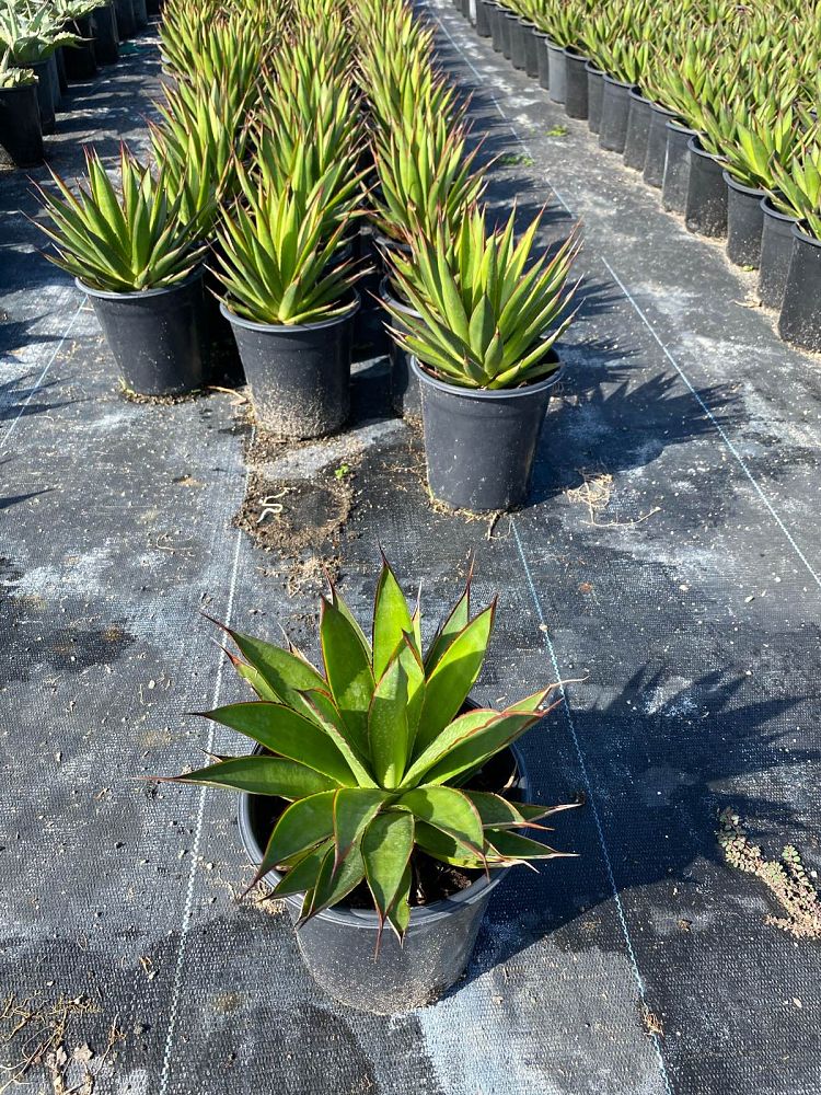 agave-green-glow