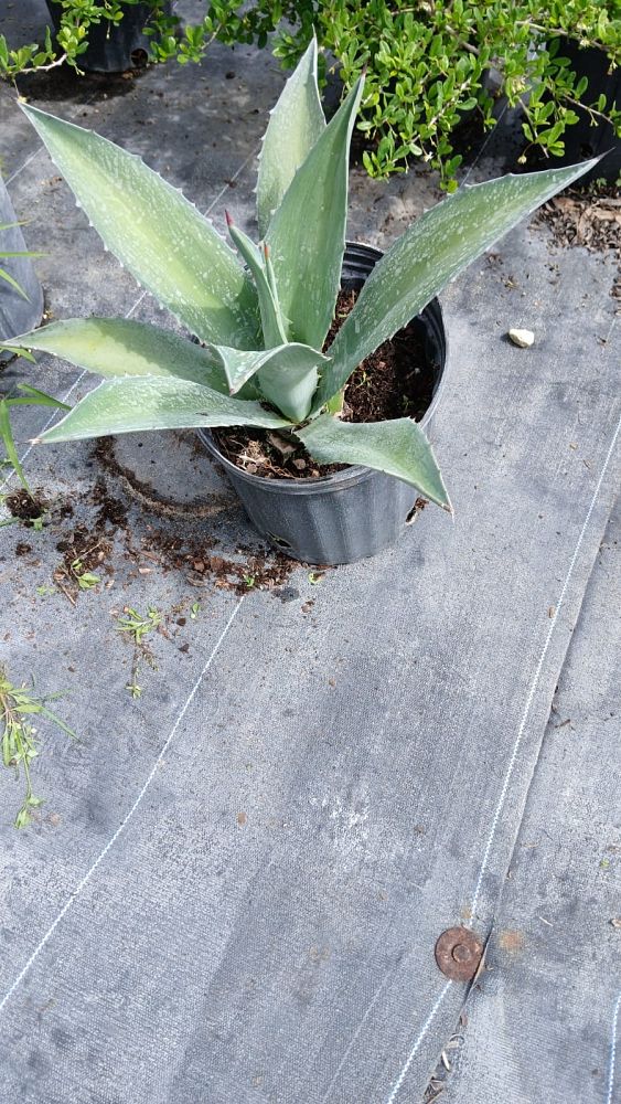 agave-green-glow