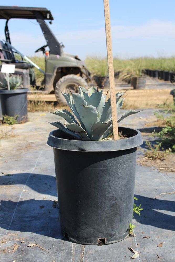 agave-guadalajarana-maguey-chato