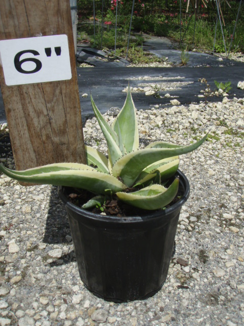agave-guiengola