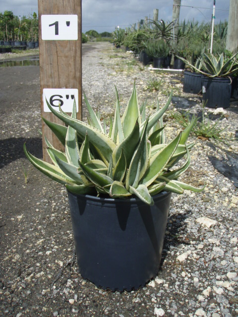 agave-guiengola