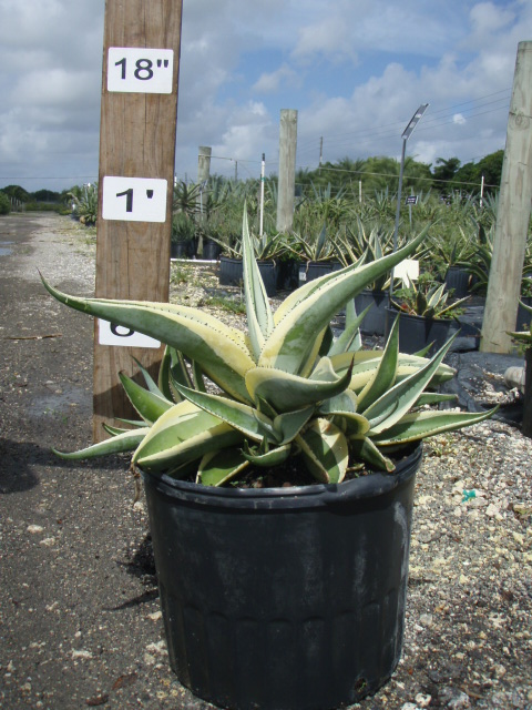 agave-guiengola