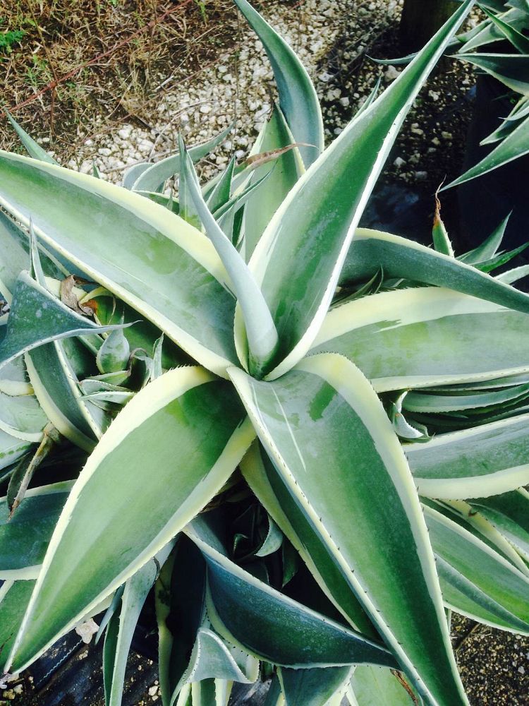 agave-guiengola