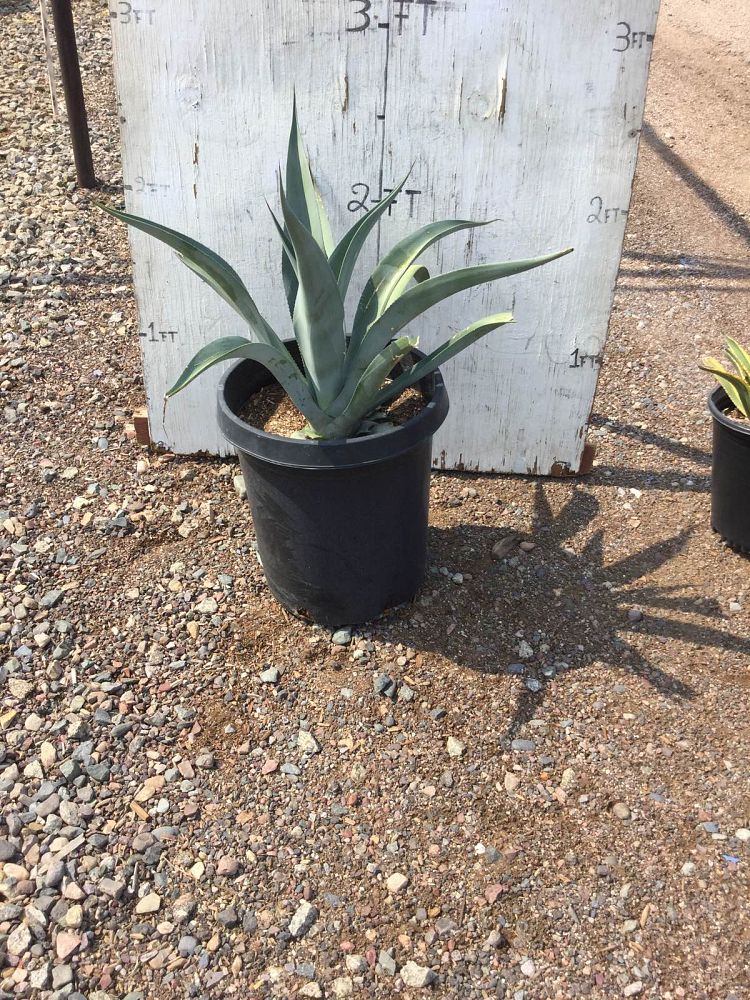 Arizona WholeSale Growers