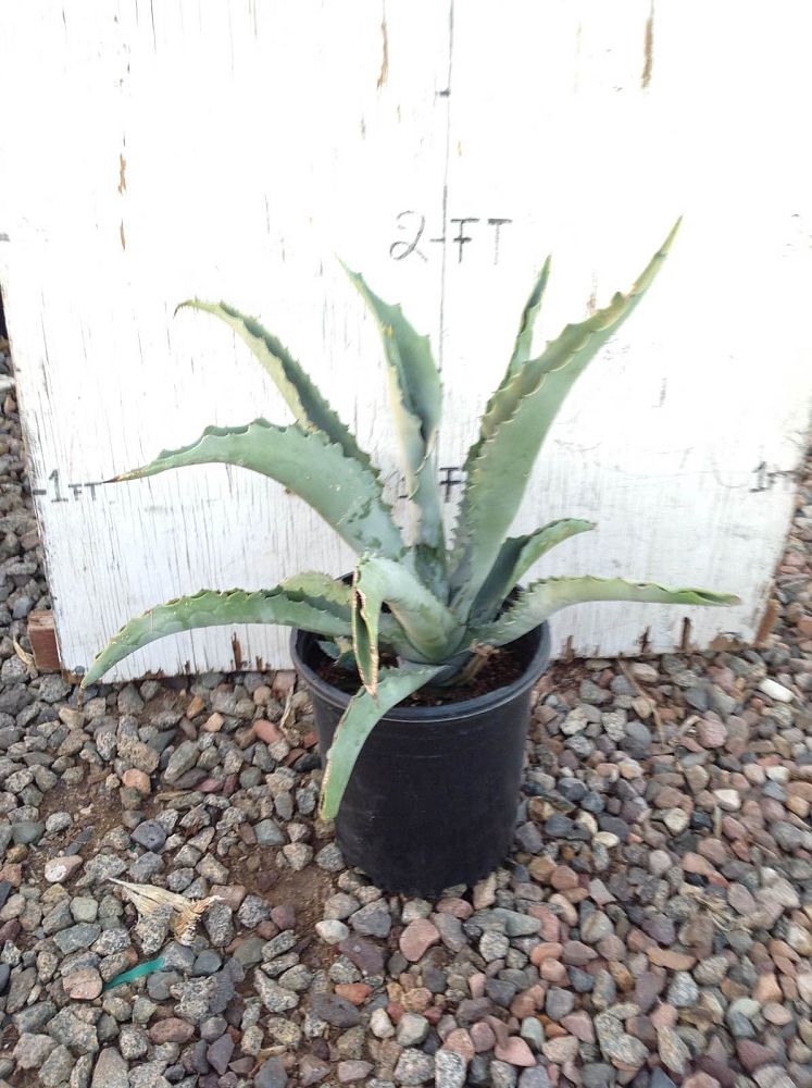 Arizona WholeSale Growers