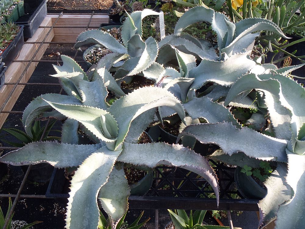 agave-gypsophila