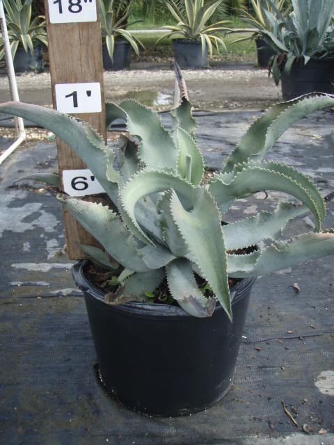 agave-gypsophila