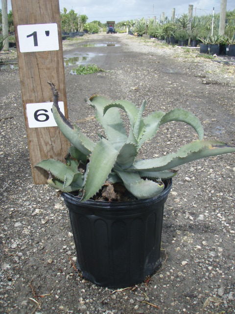 agave-gypsophila