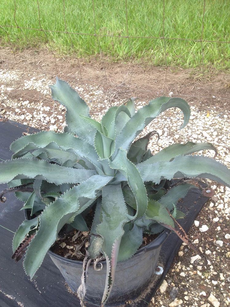 agave-gypsophila