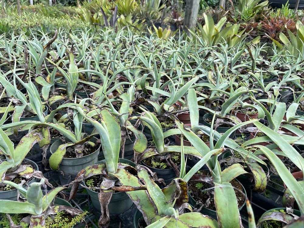 agave-gypsophila