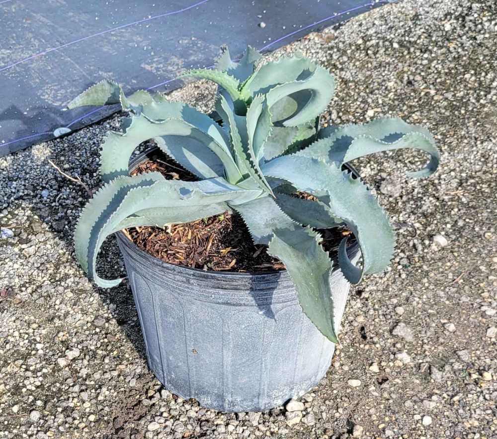 agave-gypsophila
