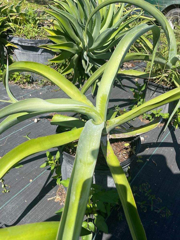 agave-gypsophila