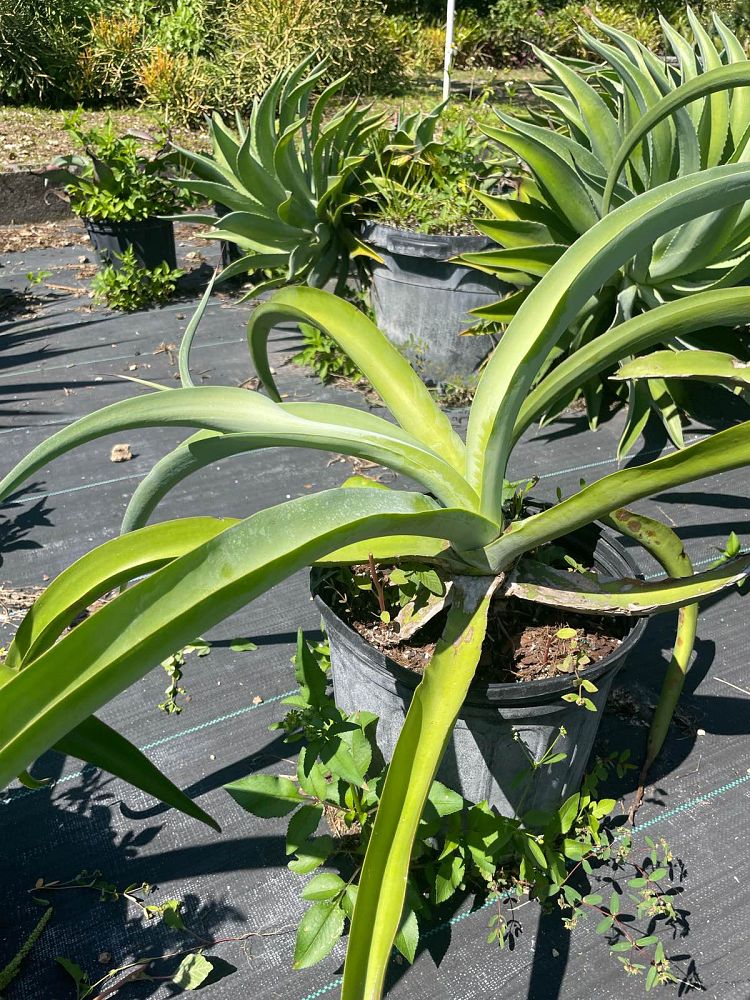 agave-gypsophila