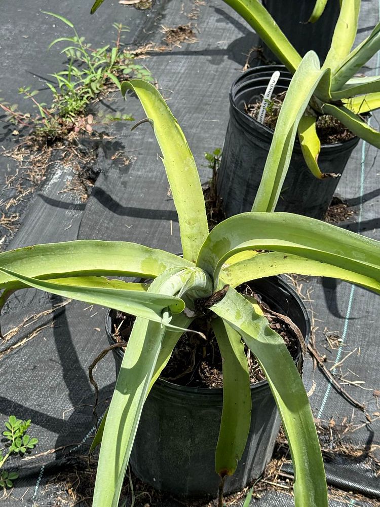 agave-gypsophila