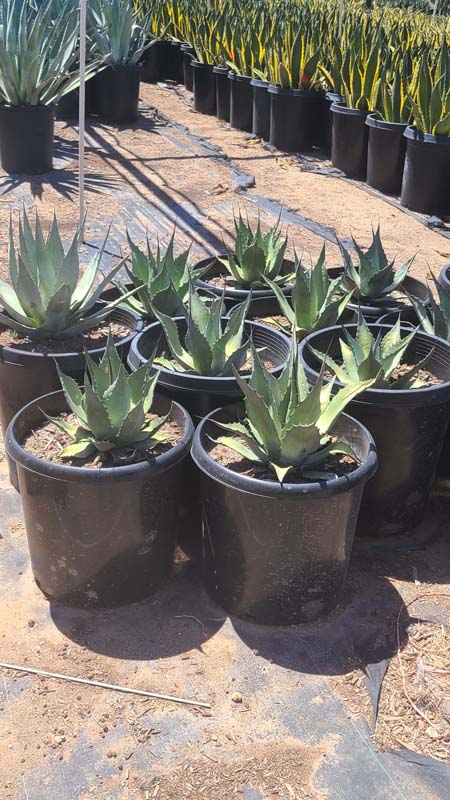 agave-havardiana-harvard-agave