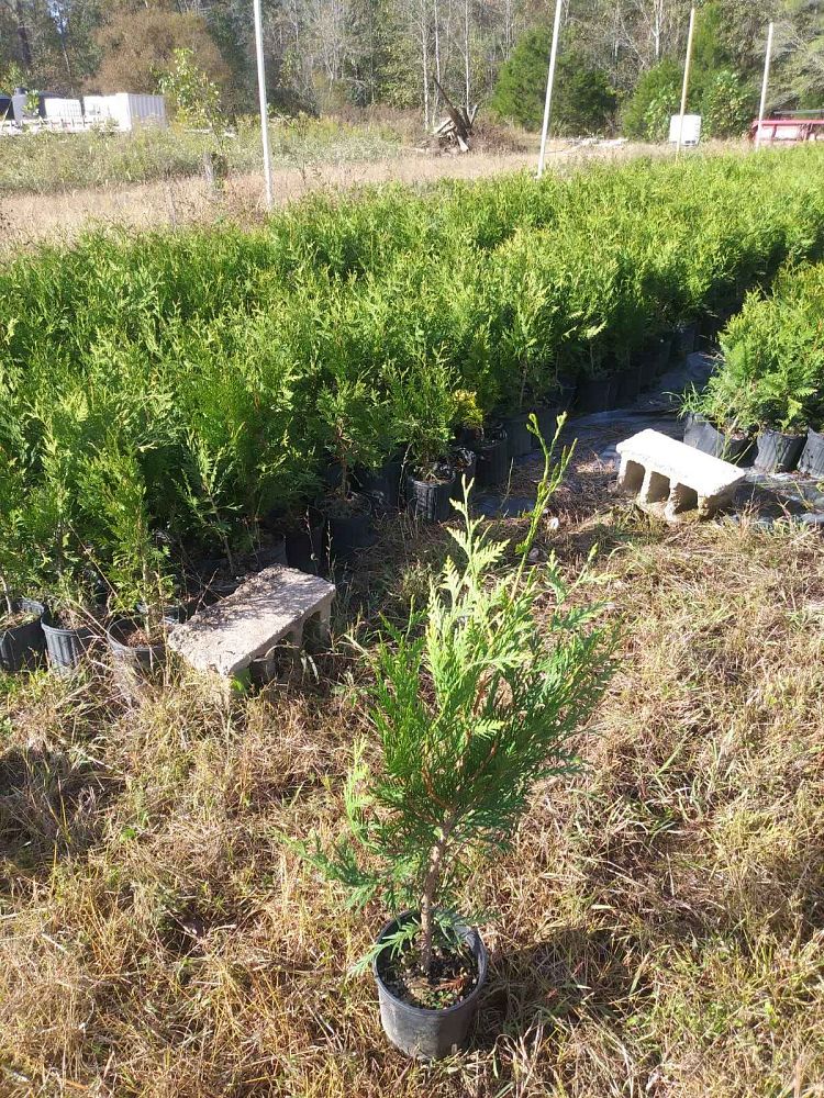 agave-impressa-green-giant