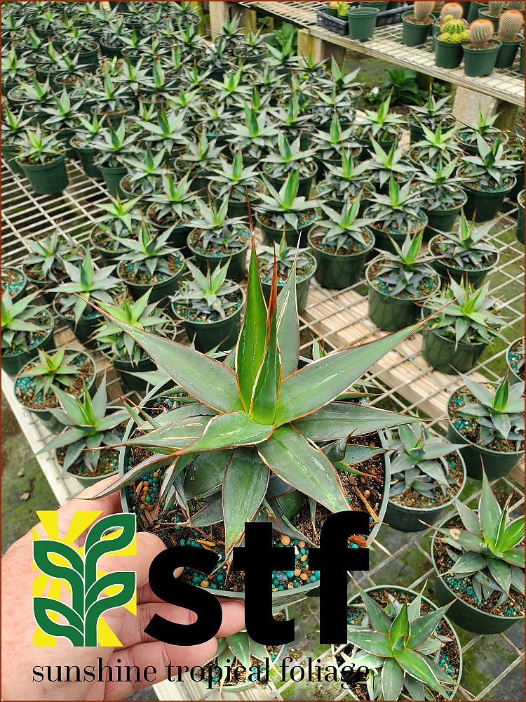 agave-impressa