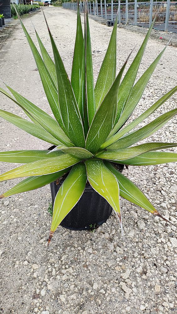 agave-impressa