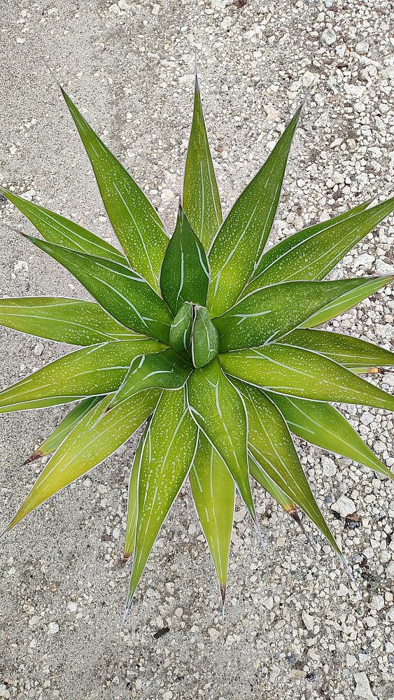 agave-impressa