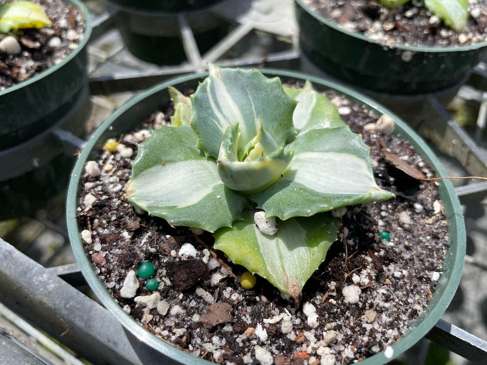 agave-isthemensis-mediopicta
