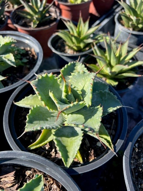 agave-isthmensis-dwarf-butterfly-agave