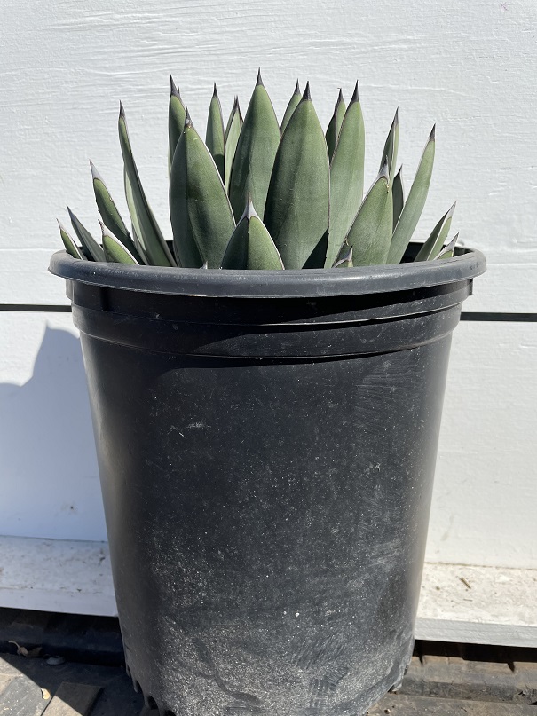 agave-little-shark