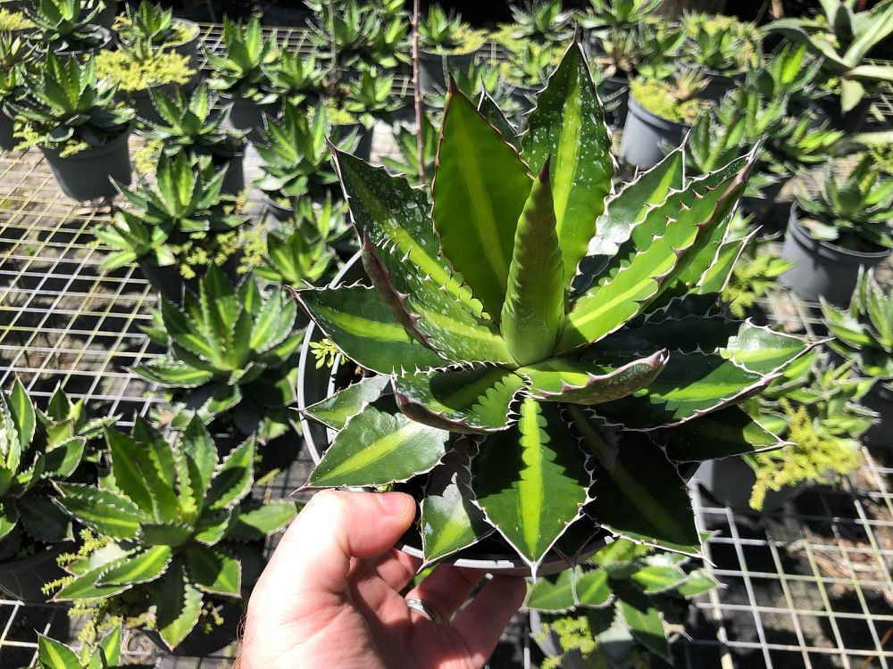 agave-lophantha-center-stripe-century-plant