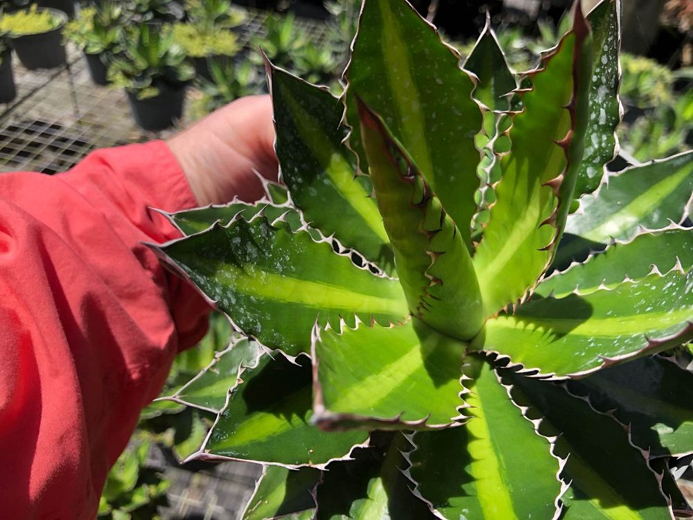 agave-lophantha-center-stripe-century-plant