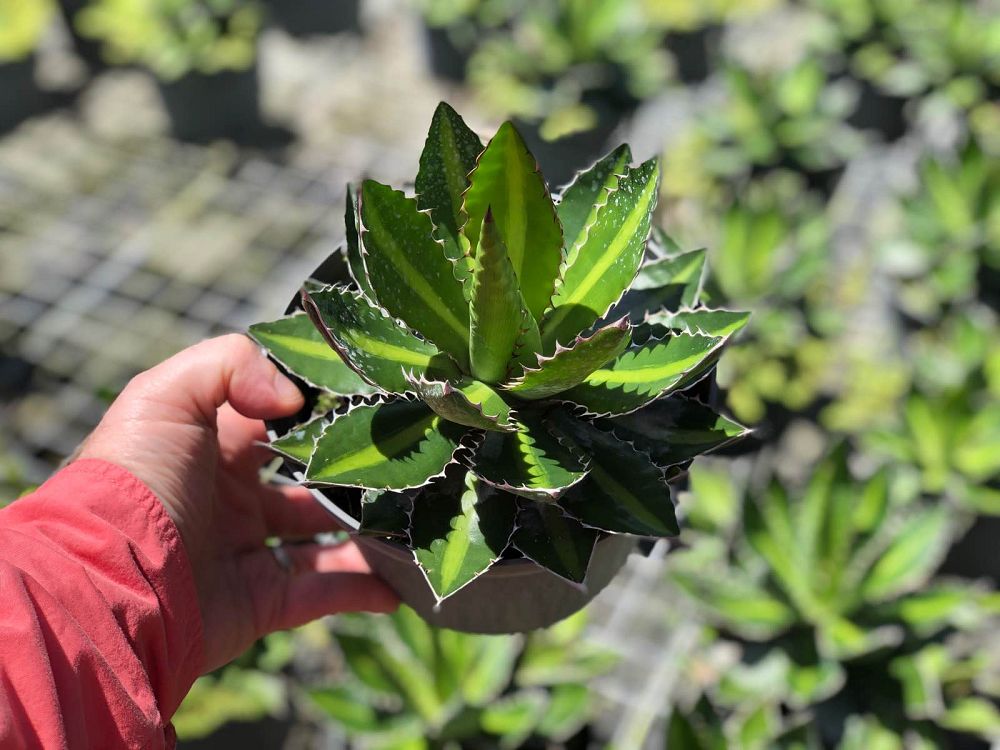 agave-lophantha-center-stripe-century-plant