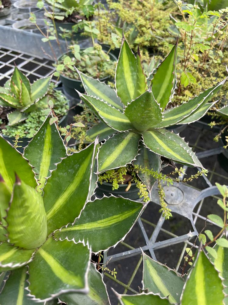 agave-lophantha-center-stripe-century-plant