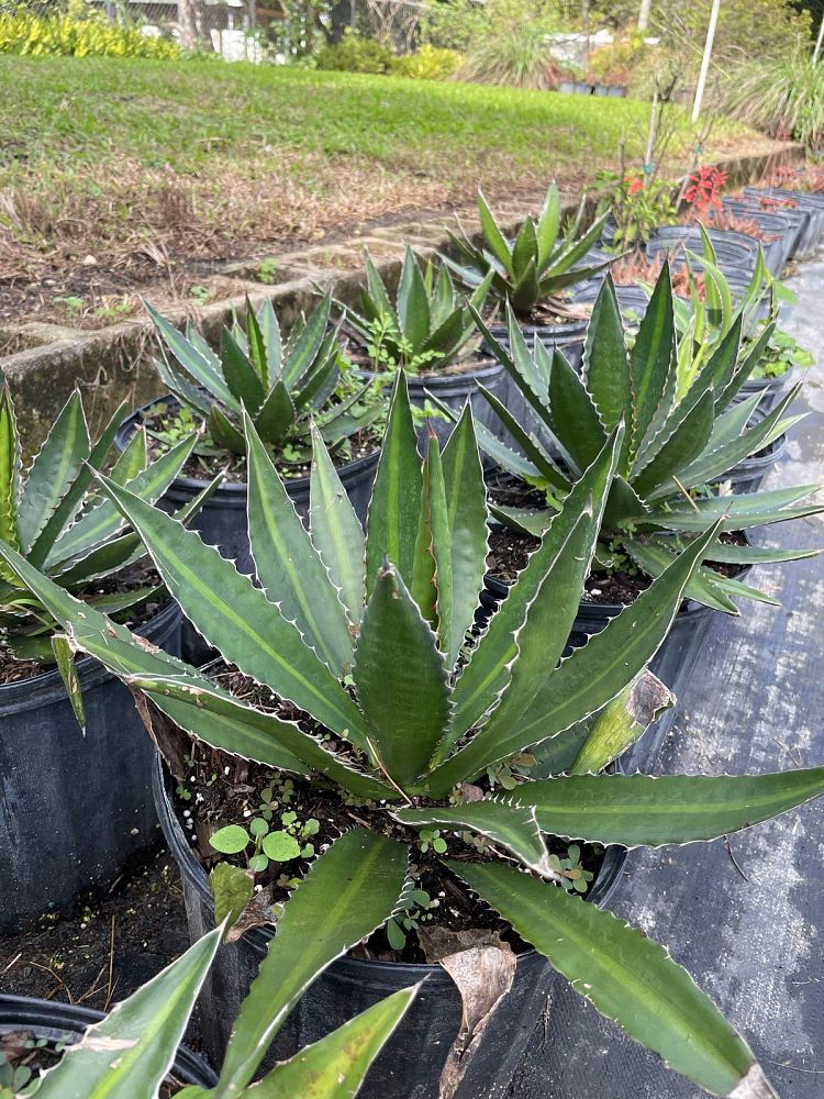 agave-lophantha-center-stripe-century-plant