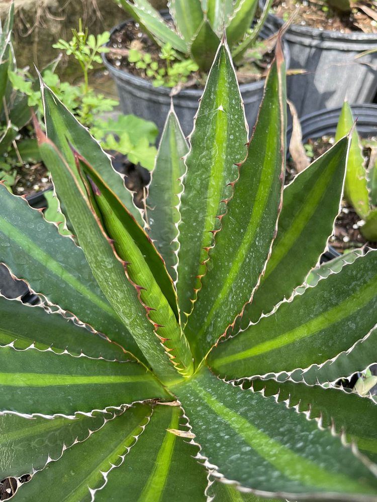 agave-lophantha-center-stripe-century-plant