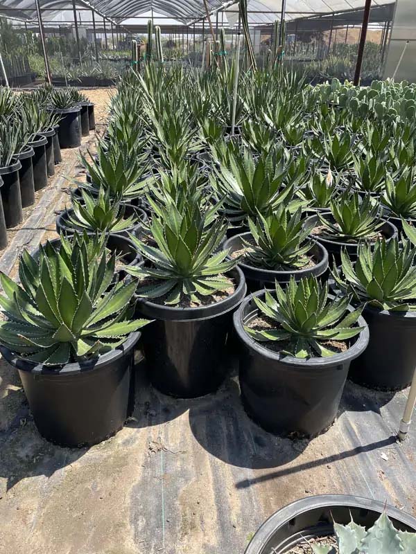 agave-lophantha-center-stripe-century-plant