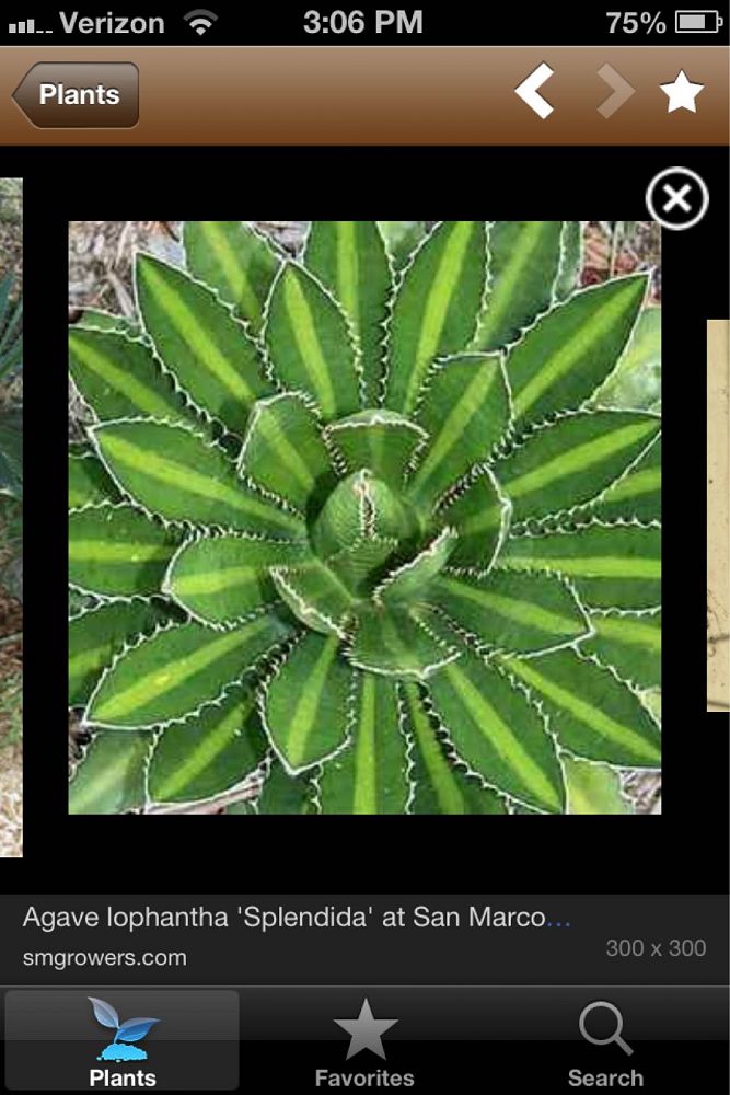 agave-lophantha-century-plant