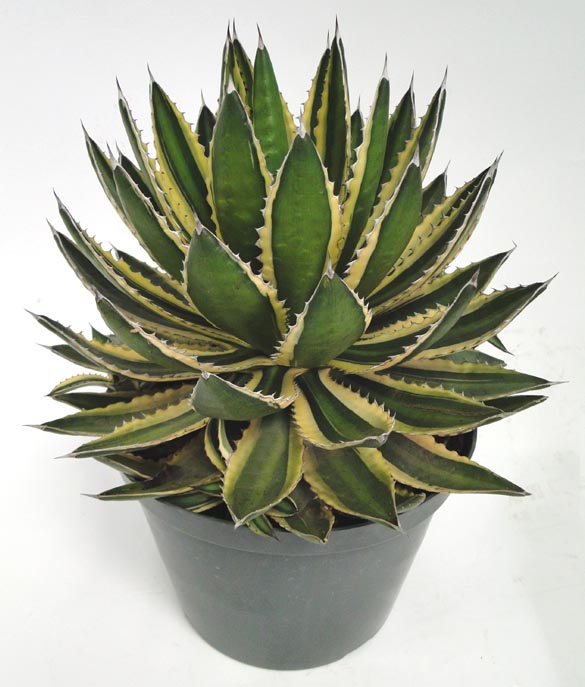 agave-lophantha-century-plant