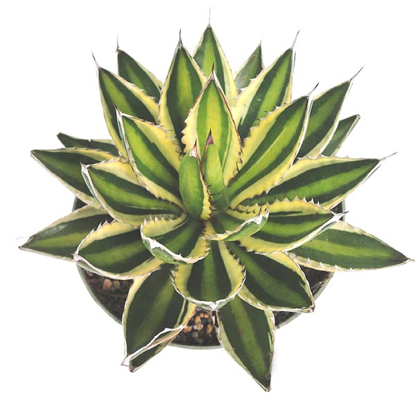 agave-lophantha-century-plant