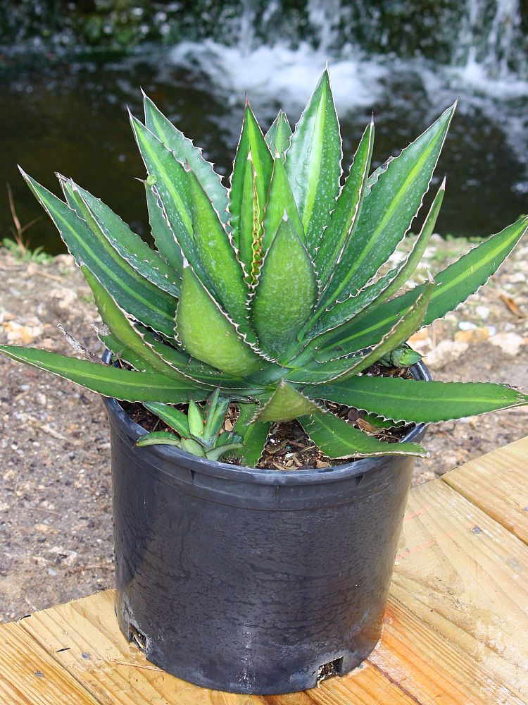 agave-lophantha-century-plant