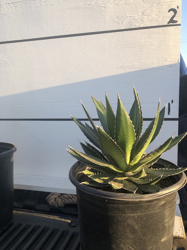 agave-lophantha-century-plant