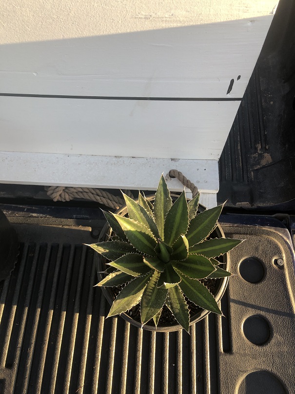 agave-lophantha-century-plant