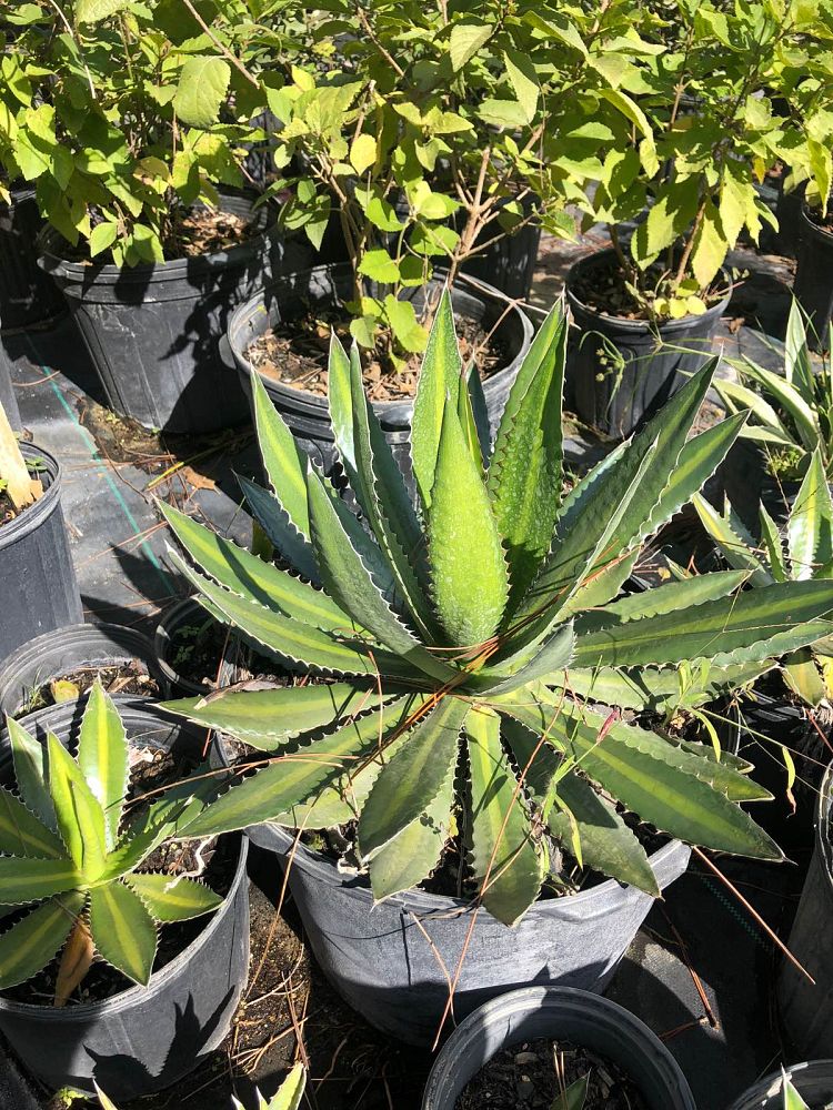 agave-lophantha-century-plant
