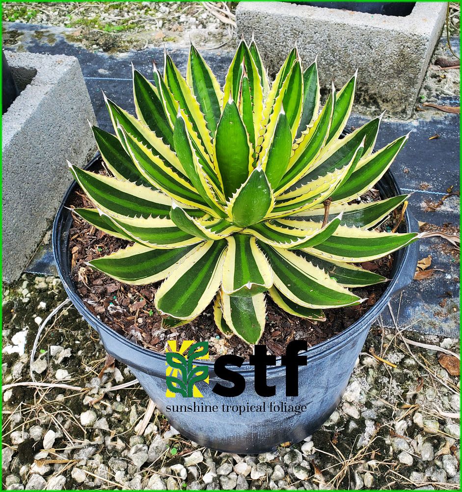 agave-lophantha-century-plant
