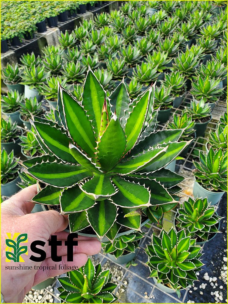 agave-lophantha-century-plant
