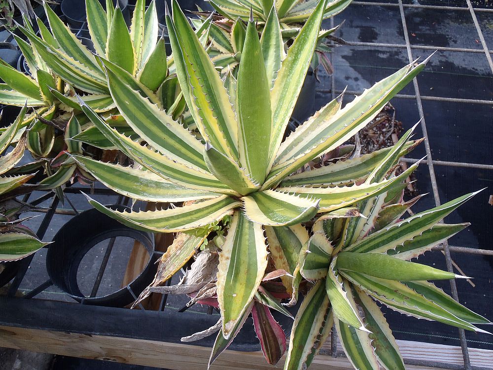agave-lophantha-quadricolor-century-plant