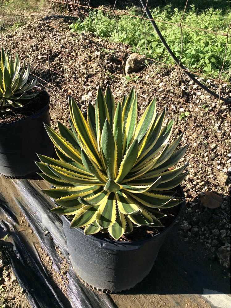 agave-lophantha-quadricolor-century-plant