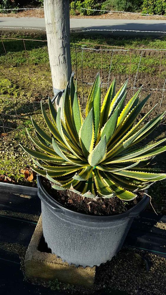 agave-lophantha-quadricolor-century-plant